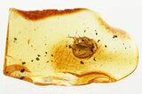 Detailed Fossil Fungus Gnat (Mycetophilidae) In Baltic Amber #381317-1